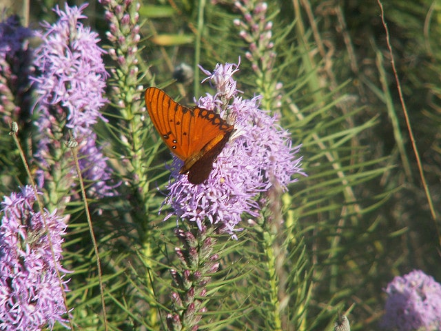Liatris mucronata (Liatris mucronata)