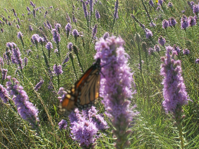 Liatris mucronata