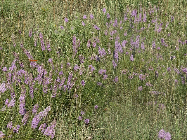 Liatris mucronata