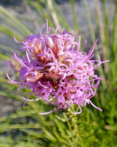 Liatris mucronata