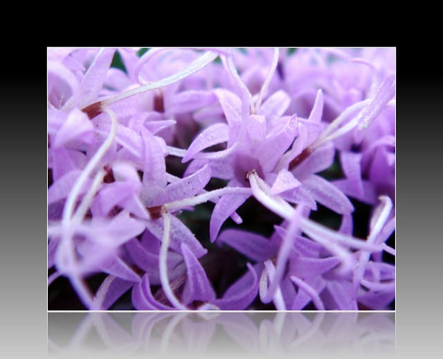 Liatris mucronata