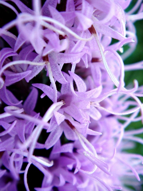 Liatris mucronata