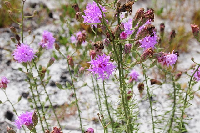 Liatris ohlingerae