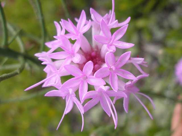 Liatris ohlingerae (Liatris ohlingerae)
