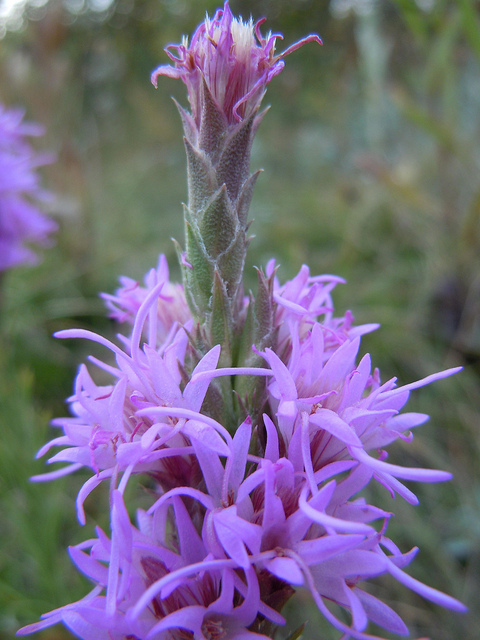 Liatris punctata