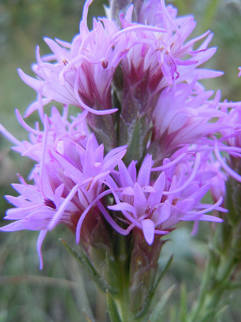 Liatris punctata
