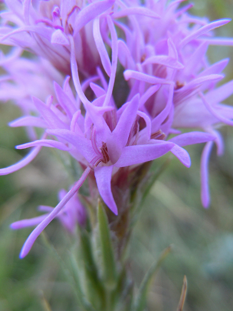 Liatris punctata