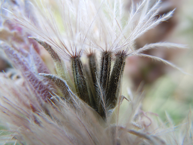 Liatris punctata