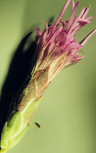 Liatris punctata