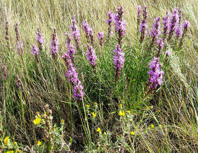 Liatris punctata (Liatris punctata)