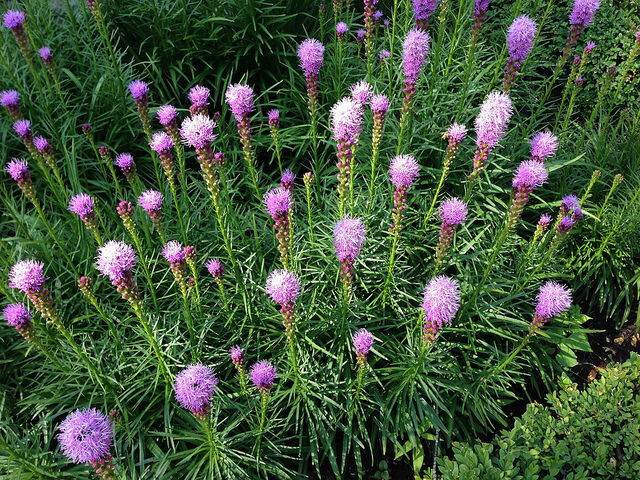 Liatris pycnostachya (Liatris pycnostachya)