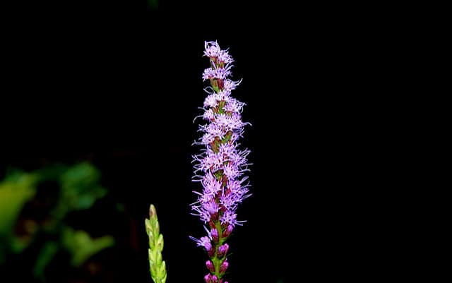 Liatris pycnostachya