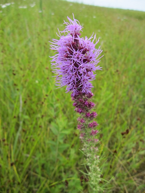 Liatris pycnostachya