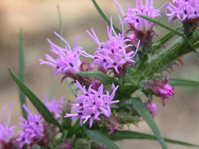 Liatris pycnostachya