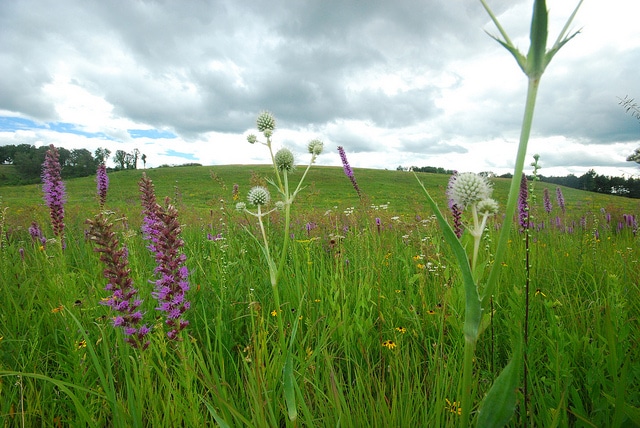 Liatris pycnostachya