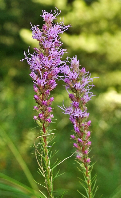 Liatris pycnostachya