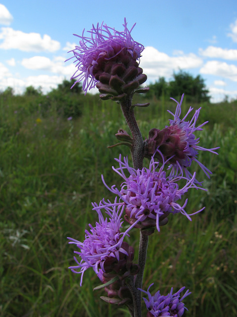 Liatris scariosa