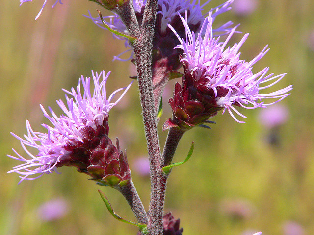 Liatris scariosa