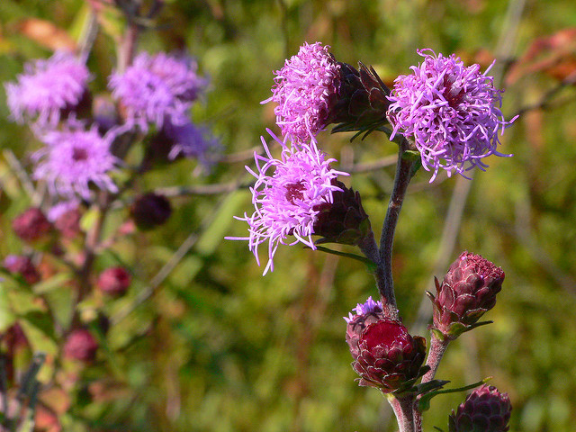 Liatris scariosa