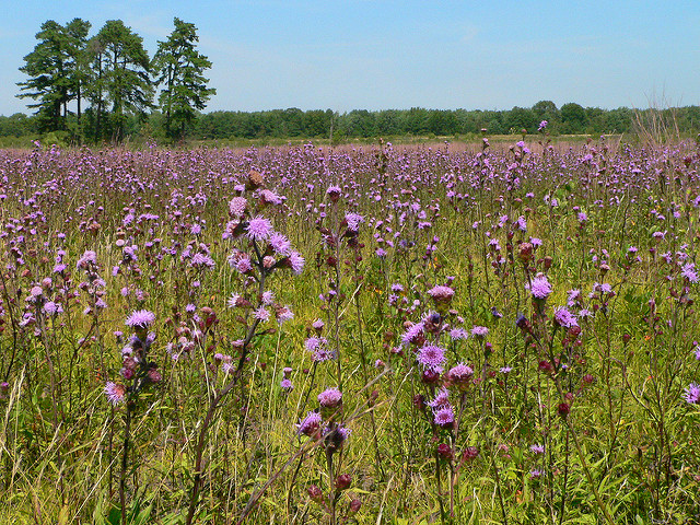 Liatris scariosa