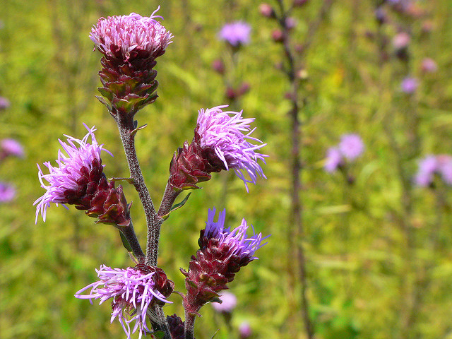 Liatris scariosa (Liatris scariosa)
