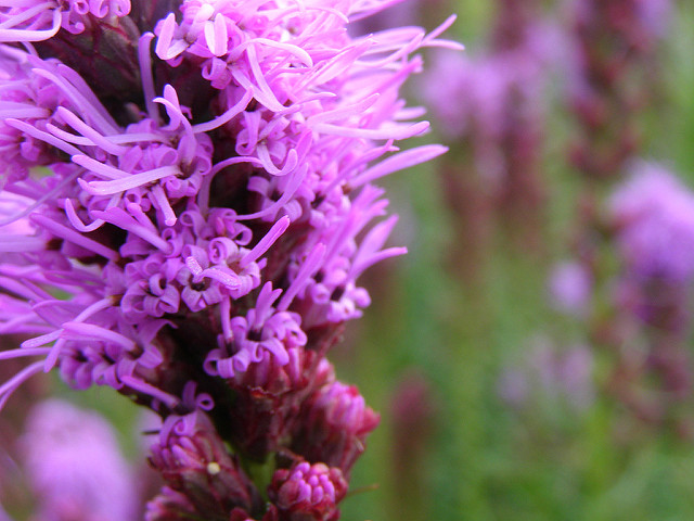 Plume du kansas (Liatris spicata)