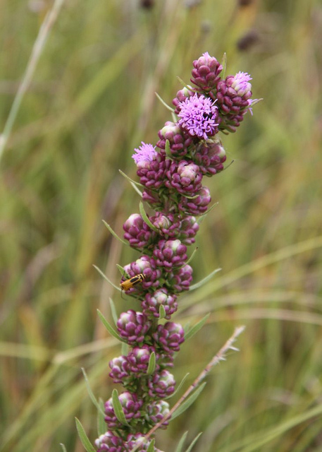 Liatris squarrosa