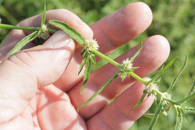 Liatris squarrosa