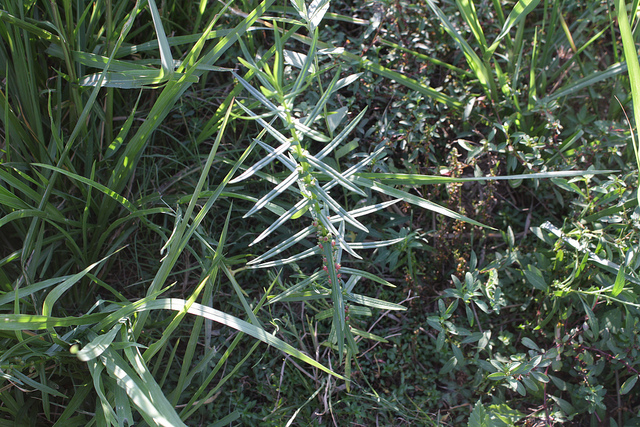 Liatris squarrosa