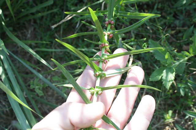 Liatris squarrosa (Liatris squarrosa)