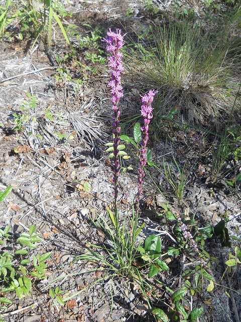 Liatris tenuifolia