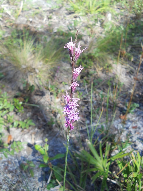 Liatris tenuifolia