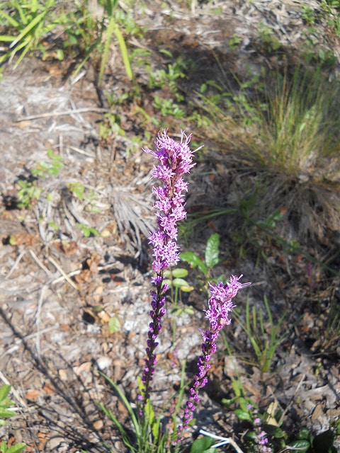 Liatris tenuifolia