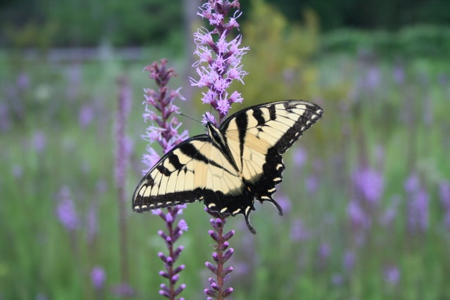Liatris tenuifolia