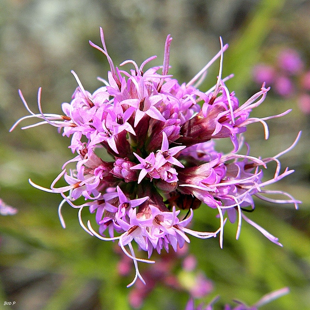 Liatris tenuifolia (Liatris tenuifolia)