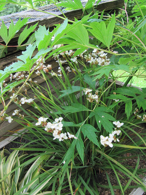 Libertia grandiflora (Libertia grandiflora)