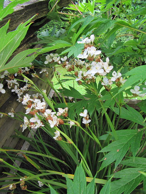 Libertia grandiflora