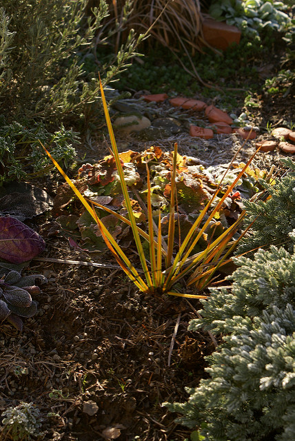 Libertia grandiflora