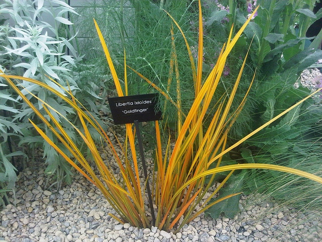 Libertia ixioides (Libertia ixioides)