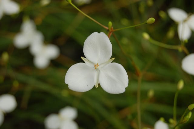 Libertia ixioides