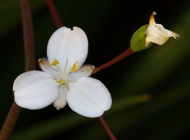 Libertia ixioides