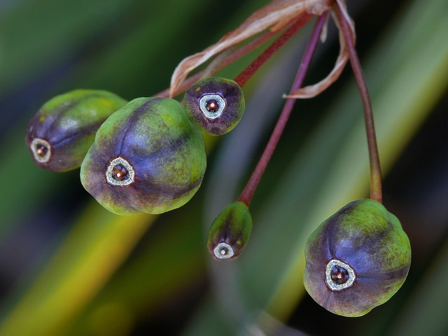 Libertia ixioides