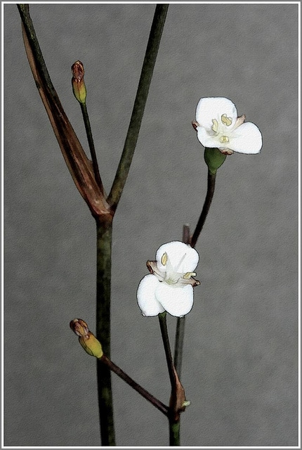 Libertia ixioides