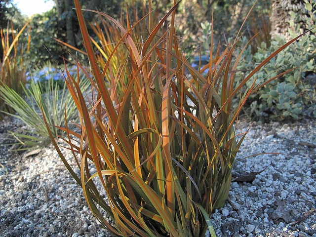 Libertia peregrinans (Libertia peregrinans)