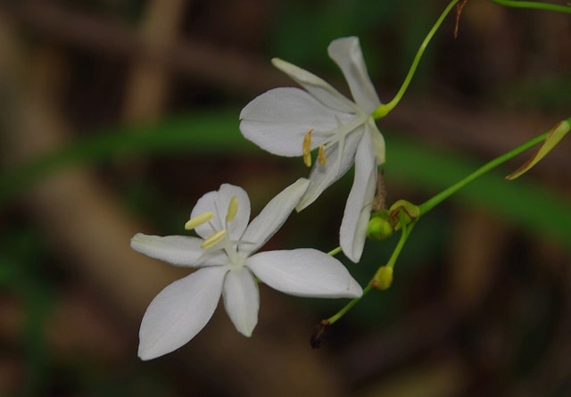 Libertia pulchella (Libertia pulchella)