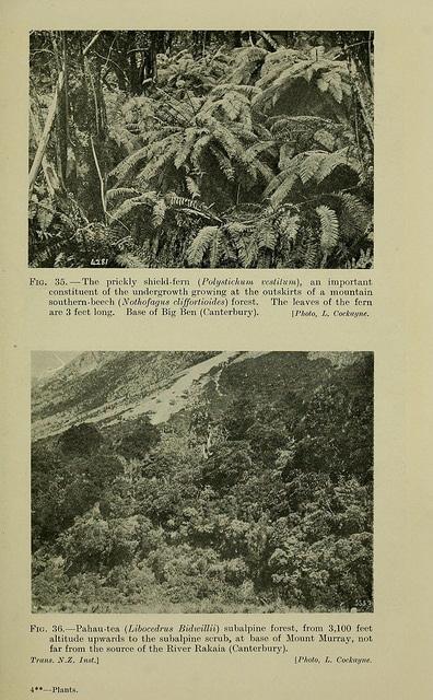 Pahautea (Libocedrus bidwillii)