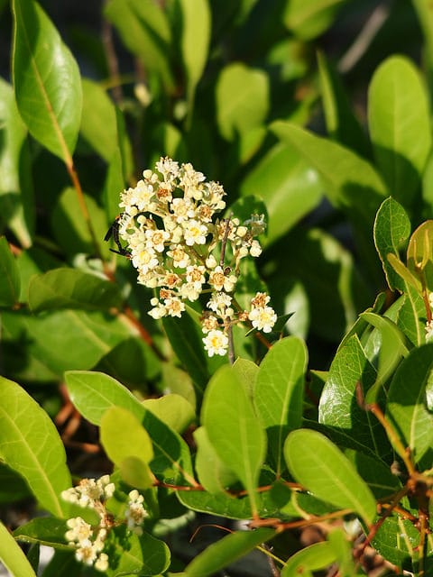Licania michauxii