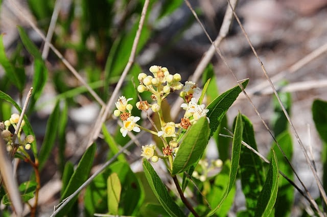 Licania michauxii (Licania michauxii)