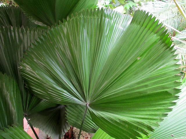 Licuala orbicularis