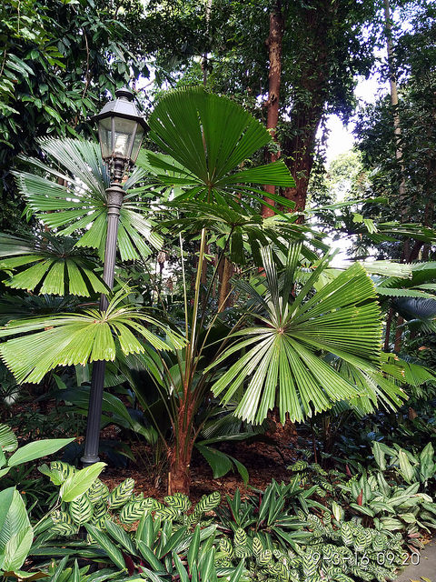 Licuala peltata (Licuala peltata)
